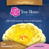 image:imageAltman Plants True Bloom Yellow Rose Bush True Friendship Live Rose Plant Plant Lover Gifts Live Outdoor Plants Rose Bushes Ready to Plant Roses Live Plants Outdoor Plants in 8 qt Nursery Pot