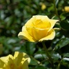 image:imageAltman Plants True Bloom Yellow Rose Bush True Friendship Live Rose Plant Plant Lover Gifts Live Outdoor Plants Rose Bushes Ready to Plant Roses Live Plants Outdoor Plants in 8 qt Nursery Pot