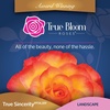 image:imageAltman Plants True Bloom Yellow amp Pink Rose Bush True Sincerity Live Rose Plant Plant Lover Gifts Live Outdoor Plants Rose Bushes Ready to Plant Roses Live Plants Outdoor Plants in 8 qt Pot