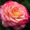 image:imageAltman Plants True Bloom Yellow amp Pink Rose Bush True Sincerity Live Rose Plant Plant Lover Gifts Live Outdoor Plants Rose Bushes Ready to Plant Roses Live Plants Outdoor Plants in 8 qt Pot