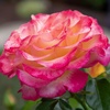 image:imageAltman Plants True Bloom Yellow amp Pink Rose Bush True Sincerity Live Rose Plant Plant Lover Gifts Live Outdoor Plants Rose Bushes Ready to Plant Roses Live Plants Outdoor Plants in 8 qt Pot
