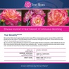 image:imageAltman Plants True Bloom Yellow amp Pink Rose Bush True Sincerity Live Rose Plant Plant Lover Gifts Live Outdoor Plants Rose Bushes Ready to Plant Roses Live Plants Outdoor Plants in 8 qt Pot