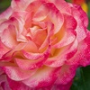 image:imageAltman Plants True Bloom Yellow amp Pink Rose Bush True Sincerity Live Rose Plant Plant Lover Gifts Live Outdoor Plants Rose Bushes Ready to Plant Roses Live Plants Outdoor Plants in 8 qt Pot