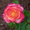 image:imageAltman Plants True Bloom Yellow amp Pink Rose Bush True Sincerity Live Rose Plant Plant Lover Gifts Live Outdoor Plants Rose Bushes Ready to Plant Roses Live Plants Outdoor Plants in 8 qt Pot