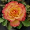 image:imageAltman Plants True Bloom Yellow amp Pink Rose Bush True Sincerity Live Rose Plant Plant Lover Gifts Live Outdoor Plants Rose Bushes Ready to Plant Roses Live Plants Outdoor Plants in 8 qt Pot