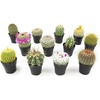 image:imageAltman Plants Assorted Cactus Plants Live Cactus Decor 12PK Cactus Plant Live Succulents Plants Live in Cactus Soil Potting Mix Live Cacti Plants Live Succulent Plants Live Plants in Cactus Pot