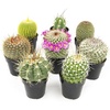 image:imageAltman Plants Assorted Cactus Plants Live Plants 3PK Cactus Plant Live Succulents Plants Live Cactus Decor Indoor Plants Live House Plants in Cactus Soil Live Cacti Plants Live Succulent PlantsAssorted 8pack
