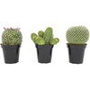 image:imageAltman Plants Assorted Cactus Plants Live Plants 3PK Cactus Plant Live Succulents Plants Live Cactus Decor Indoor Plants Live House Plants in Cactus Soil Live Cacti Plants Live Succulent PlantsAssorted 3pack