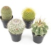 image:imageAltman Plants Assorted Cactus Plants Live Plants 3PK Cactus Plant Live Succulents Plants Live Cactus Decor Indoor Plants Live House Plants in Cactus Soil Live Cacti Plants Live Succulent PlantsAssorted 4pack