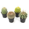image:imageAltman Plants Assorted Cactus Plants Live Succulents 8 Pack Live Cactus Plant Lover Gifts Cacti Succulents Plants Live Houseplants Succulent Indoor Plants Live Plants in Cactus Soil Potting Mix25