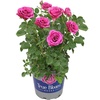 image:imageAltman Plants True Bloom Magenta Rose Bush True Gratitude Live Rose Plant Plant Lover Gifts Live Outdoor Plants Garden Rose Bushes Ready to Plant Roses Live Plants Outdoor Plants in 8 qt Pot