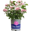 image:imageAltman Plants True Bloom Pink Rose Bush True Perfume Live Rose Plant Plant Lover Gifts Live Outdoor Plants Garden Rose Bushes Ready to Plant Roses Live Plants Outdoor Plants in 8 qt Grower Pot