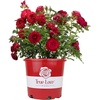 image:imageAltman Plants True Bloom Red Rose Bush True Love Live Rose Plant Plant Lover Gifts Live Outdoor Plants Garden Rose Bushes Ready to Plant Roses Live Plants Outdoor Plants in 6 qt Nursery Pot