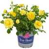 image:imageAltman Plants True Bloom Yellow Rose Bush True Friendship Live Rose Plant Plant Lover Gifts Live Outdoor Plants Rose Bushes Ready to Plant Roses Live Plants Outdoor Plants in 8 qt Nursery Pot