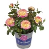 image:imageAltman Plants True Bloom Yellow amp Pink Rose Bush True Sincerity Live Rose Plant Plant Lover Gifts Live Outdoor Plants Rose Bushes Ready to Plant Roses Live Plants Outdoor Plants in 8 qt Pot