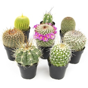 image:imageAltman Plants Assorted Cactus Plants Live Plants 3PK Cactus Plant Live Succulents Plants Live Cactus Decor Indoor Plants Live House Plants in Cactus Soil Live Cacti Plants Live Succulent PlantsAssorted 8pack