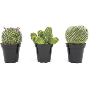image:imageAltman Plants Assorted Cactus Plants Live Plants 3PK Cactus Plant Live Succulents Plants Live Cactus Decor Indoor Plants Live House Plants in Cactus Soil Live Cacti Plants Live Succulent PlantsAssorted 3pack