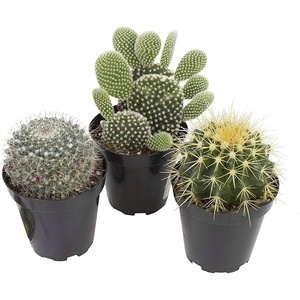image:imageAltman Plants Assorted Cactus Plants Live Succulents 8 Pack Live Cactus Plant Lover Gifts Cacti Succulents Plants Live Houseplants Succulent Indoor Plants Live Plants in Cactus Soil Potting Mix35