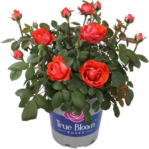 image:imageAltman Plants True Bloom Orange Rose Bush True Passion Live Rose Plant Plant Lover Gifts Live Outdoor Plants Garden Rose Bushes Ready to Plant Roses Live Plants Outdoor Plants in 8 qt Pot