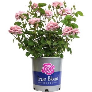 image:imageAltman Plants True Bloom Pink Rose Bush True Perfume Live Rose Plant Plant Lover Gifts Live Outdoor Plants Garden Rose Bushes Ready to Plant Roses Live Plants Outdoor Plants in 8 qt Grower Pot