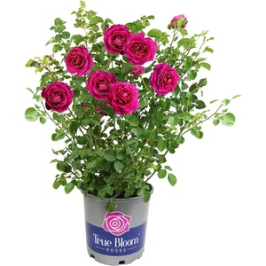 image:imageAltman Plants True Bloom Pink Rose Bush True Serenity Live Rose Plant Plant Lover Gifts Live Outdoor Plants Garden Rose Bushes Ready to Plant Roses Live Plants Outdoor Plants in 8 qt Grower Pot