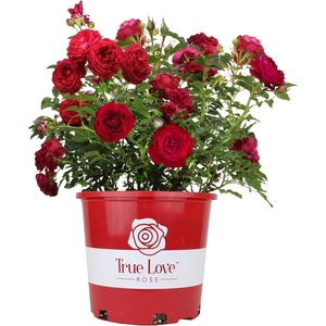 image:imageAltman Plants True Bloom Red Rose Bush True Love Live Rose Plant Plant Lover Gifts Live Outdoor Plants Garden Rose Bushes Ready to Plant Roses Live Plants Outdoor Plants in 6 qt Nursery Pot