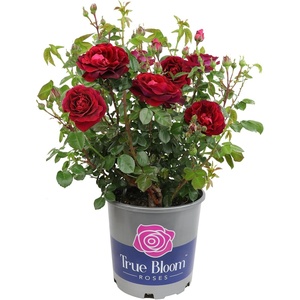 image:imageAltman Plants True Bloom Red Rose Bush True Spirit Live Rose Plant Plant Lover Gifts Live Outdoor Plants Garden Rose Bushes Ready to Plant Roses Live Plants Outdoor Plants in 8 qt Nursery Pot