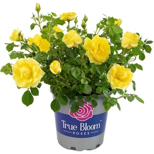 image:imageAltman Plants True Bloom Yellow Rose Bush True Friendship Live Rose Plant Plant Lover Gifts Live Outdoor Plants Rose Bushes Ready to Plant Roses Live Plants Outdoor Plants in 8 qt Nursery Pot