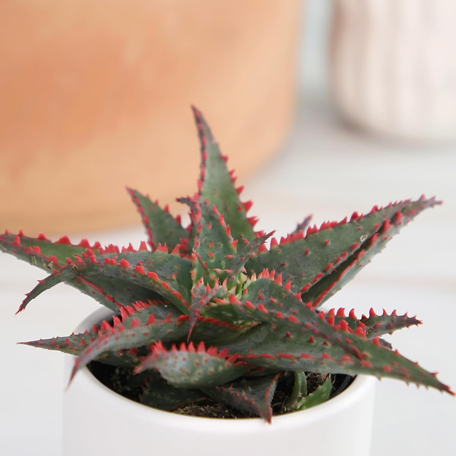 image:imageAltman Plants Star Aloe Rare Succulent Plant Decor Low Maintenance Houseplant Easy Plant Care Includes Terracotta Decorative Planter Colors Vary Live Succulents for Plant Lovers