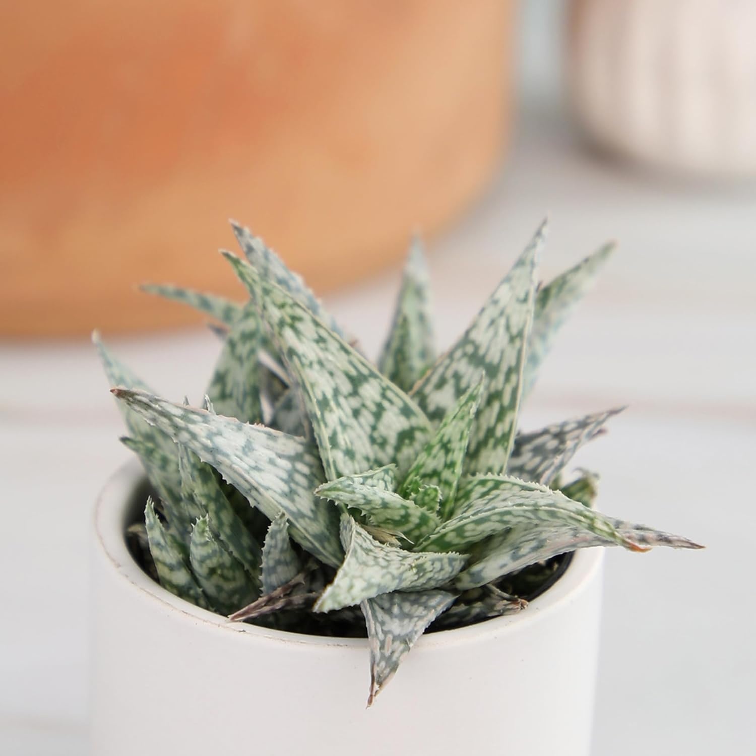 image:imageAltman Plants Star Aloe Rare Succulent Plant Decor Low Maintenance Houseplant Easy Plant Care Includes Terracotta Decorative Planter Colors Vary Live Succulents for Plant Lovers