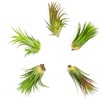 image:imageAltman Plants 10 Ionantha Tillandsia Air Plant Pack Each 2 to 35 Inches Long Live Tropical House Plants for Home Decor Indoor Terrarium Air Plants