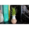 image:imageAltman Plants 10 Ionantha Tillandsia Air Plant Pack Each 2 to 35 Inches Long Live Tropical House Plants for Home Decor Indoor Terrarium Air Plants