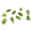 image:imageAltman Plants 10 Ionantha Tillandsia Air Plant Pack Each 2 to 35 Inches Long Live Tropical House Plants for Home Decor Indoor Terrarium Air Plants