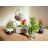 image:imageAltman Plants 10 Ionantha Tillandsia Air Plant Pack Each 2 to 35 Inches Long Live Tropical House Plants for Home Decor Indoor Terrarium Air Plants