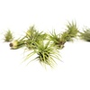 image:imageAltman Plants 10 Ionantha Tillandsia Air Plant Pack Each 2 to 35 Inches Long Live Tropical House Plants for Home Decor Indoor Terrarium Air Plants