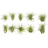 image:imageAltman Plants 10 Ionantha Tillandsia Air Plant Pack Each 2 to 35 Inches Long Live Tropical House Plants for Home Decor Indoor Terrarium Air Plants