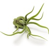 image:imageAltman Plants 12 Air Plant Variety Pack  Small Tillandsia Terrarium Kit  Assorted Species of Live Tillandsia Tropical House Plants for Sale 2 to 5 Inches Each  Air Plants for Indoor Home Decor