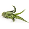 image:imageAltman Plants 12 Air Plant Variety Pack  Small Tillandsia Terrarium Kit  Assorted Species of Live Tillandsia Tropical House Plants for Sale 2 to 5 Inches Each  Air Plants for Indoor Home Decor