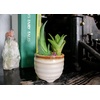 image:imageAltman Plants 12 Air Plant Variety Pack  Small Tillandsia Terrarium Kit  Assorted Species of Live Tillandsia Tropical House Plants for Sale 2 to 5 Inches Each  Air Plants for Indoor Home Decor