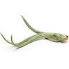 image:imageAltman Plants 12 Air Plant Variety Pack  Small Tillandsia Terrarium Kit  Assorted Species of Live Tillandsia Tropical House Plants for Sale 2 to 5 Inches Each  Air Plants for Indoor Home Decor