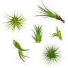 image:imageAltman Plants 12 Air Plant Variety Pack  Small Tillandsia Terrarium Kit  Assorted Species of Live Tillandsia Tropical House Plants for Sale 2 to 5 Inches Each  Air Plants for Indoor Home Decor