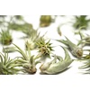 image:imageAltman Plants 12 Air Plant Variety Pack  Small Tillandsia Terrarium Kit  Assorted Species of Live Tillandsia Tropical House Plants for Sale 2 to 5 Inches Each  Air Plants for Indoor Home Decor