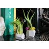 image:imageAltman Plants 12 Air Plant Variety Pack  Small Tillandsia Terrarium Kit  Assorted Species of Live Tillandsia Tropical House Plants for Sale 2 to 5 Inches Each  Air Plants for Indoor Home Decor