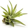 image:imageAltman Plants 12 Air Plant Variety Pack  Small Tillandsia Terrarium Kit  Assorted Species of Live Tillandsia Tropical House Plants for Sale 2 to 5 Inches Each  Air Plants for Indoor Home Decor