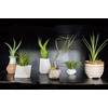 image:imageAltman Plants 12 Air Plant Variety Pack  Small Tillandsia Terrarium Kit  Assorted Species of Live Tillandsia Tropical House Plants for Sale 2 to 5 Inches Each  Air Plants for Indoor Home Decor