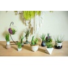 image:imageAltman Plants 12 Air Plant Variety Pack  Small Tillandsia Terrarium Kit  Assorted Species of Live Tillandsia Tropical House Plants for Sale 2 to 5 Inches Each  Air Plants for Indoor Home Decor