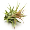 image:imageAltman Plants 12 Air Plant Variety Pack  Small Tillandsia Terrarium Kit  Assorted Species of Live Tillandsia Tropical House Plants for Sale 2 to 5 Inches Each  Air Plants for Indoor Home Decor
