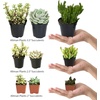 image:imageAltman Plants Assorted Succulents Plants Live Houseplants 12PK Succulent Plants Home Office Plants Live Indoor Plants Live Plants Indoor House Plants Easy Care Plants Desk Plants Kitchen Plants