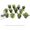 image:imageAltman Plants Assorted Succulents Plants Live Houseplants 12PK Succulent Plants Home Office Plants Live Indoor Plants Live Plants Indoor House Plants Easy Care Plants Desk Plants Kitchen Plants