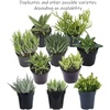 image:imageAltman Plants Assorted Succulents Plants Live Houseplants 12PK Succulent Plants Home Office Plants Live Indoor Plants Live Plants Indoor House Plants Easy Care Plants Desk Plants Kitchen Plants